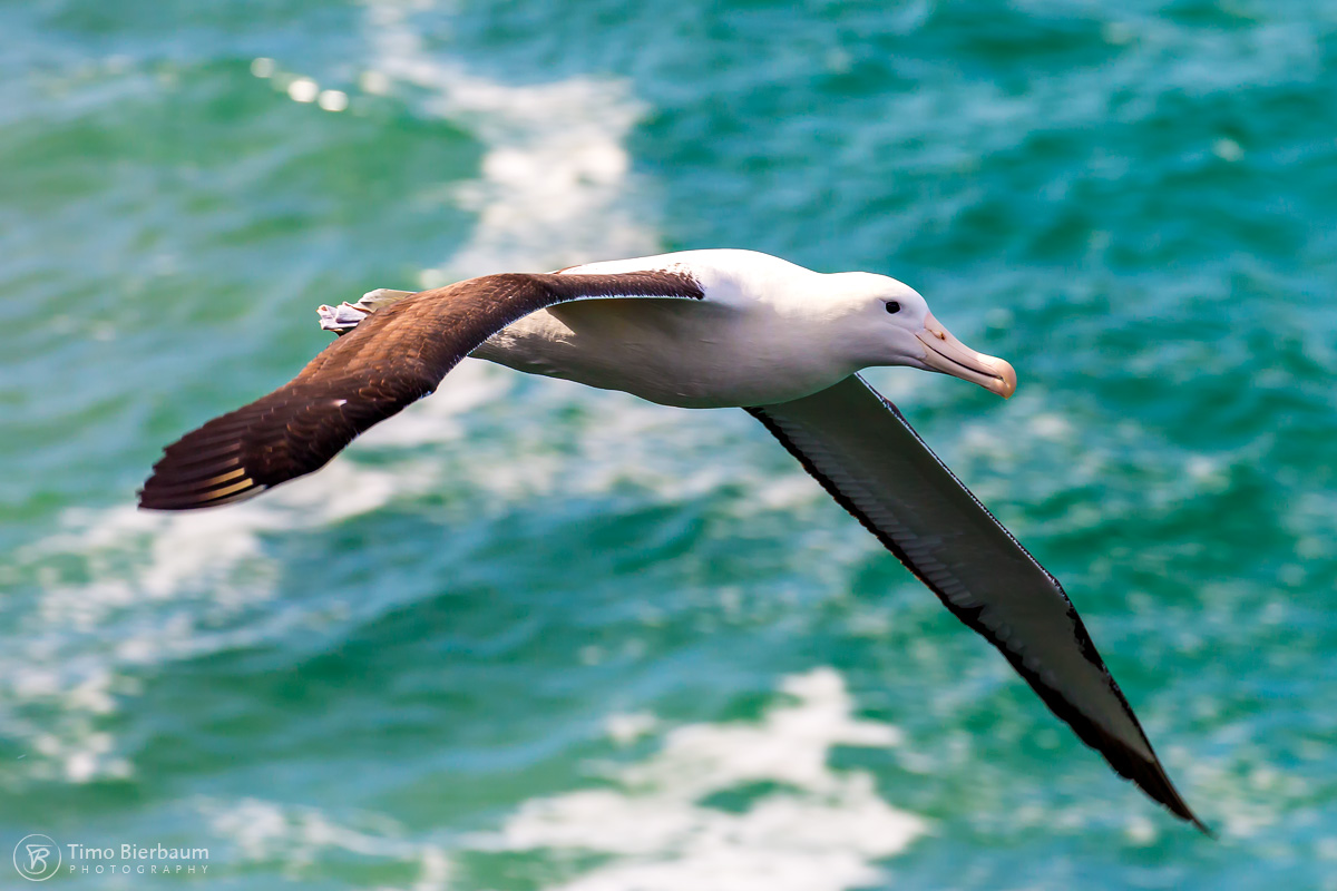 Albatros_2398-1 Neuseeland