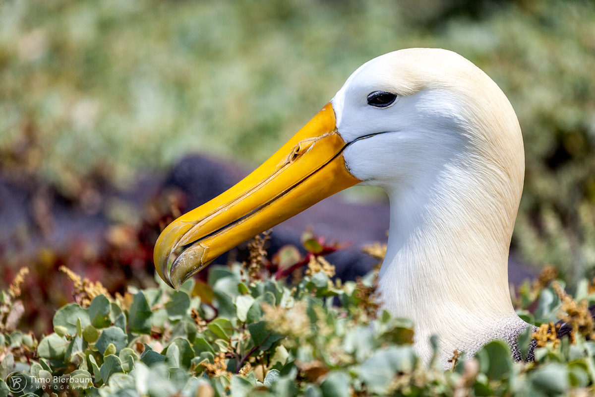 Albatros_5043 Galapagos
