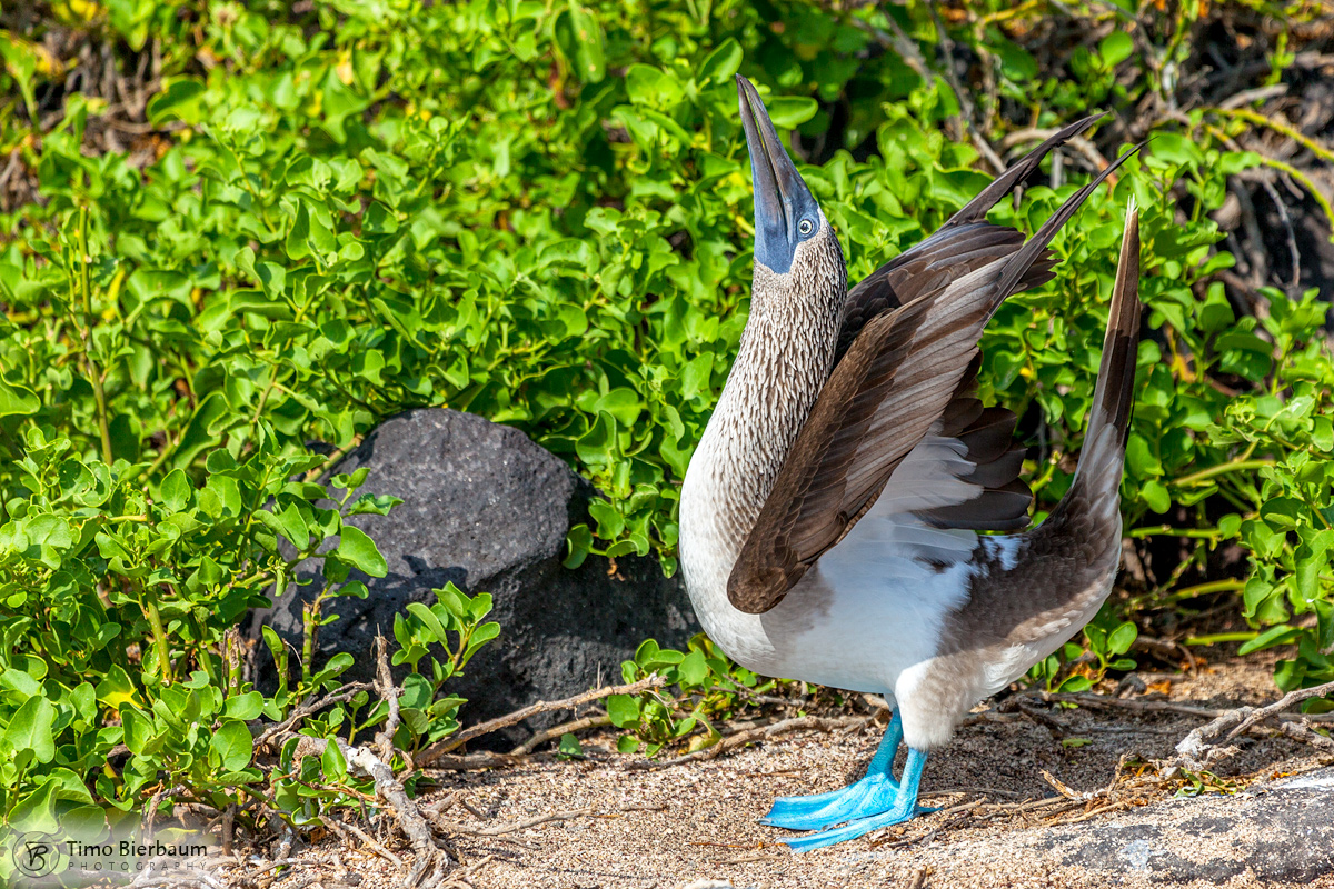 Bluefooted Galapagos