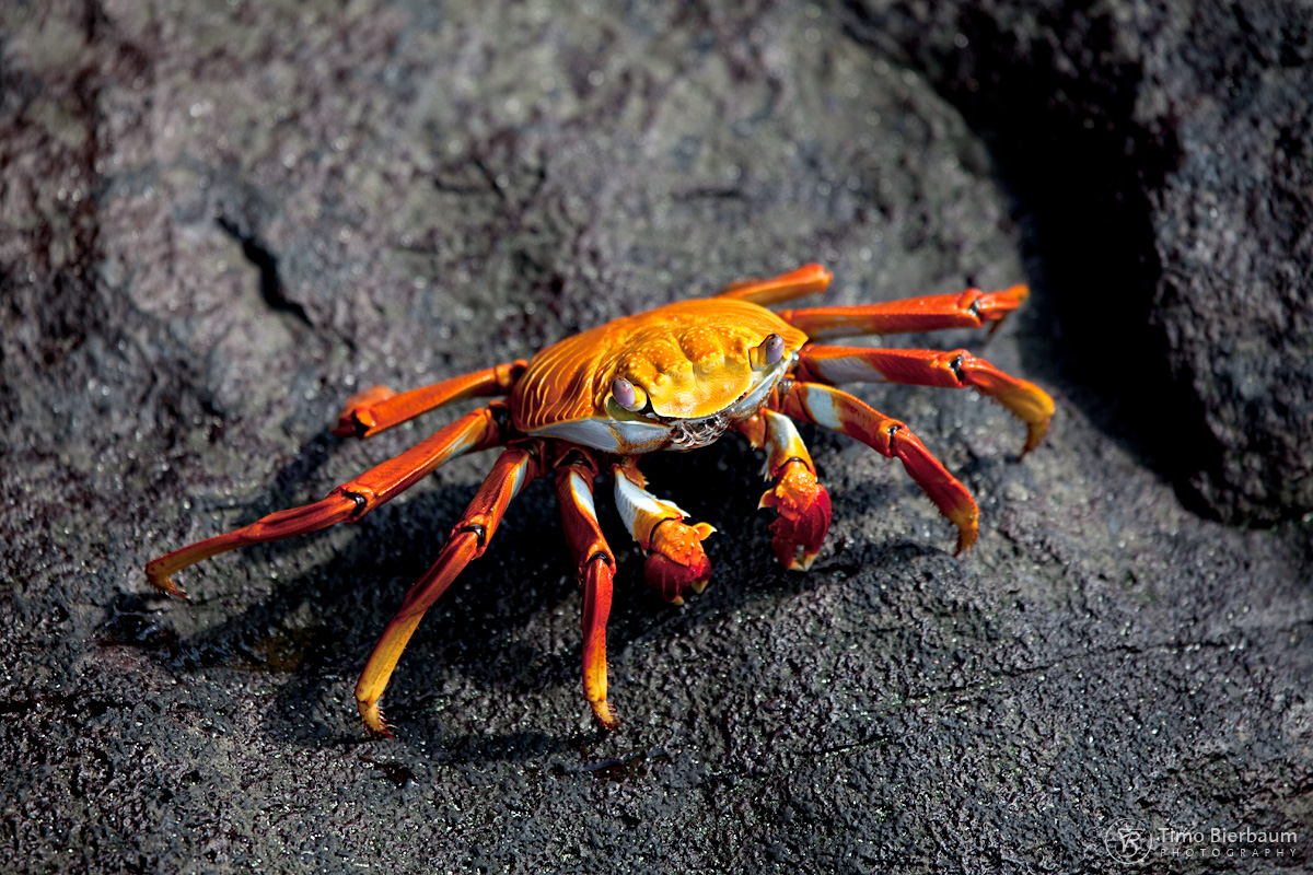 Crab Galapagos