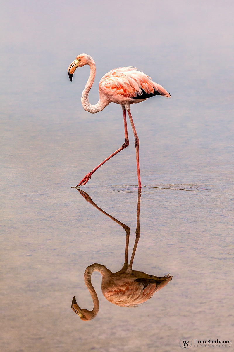 Flamingo2 Chile