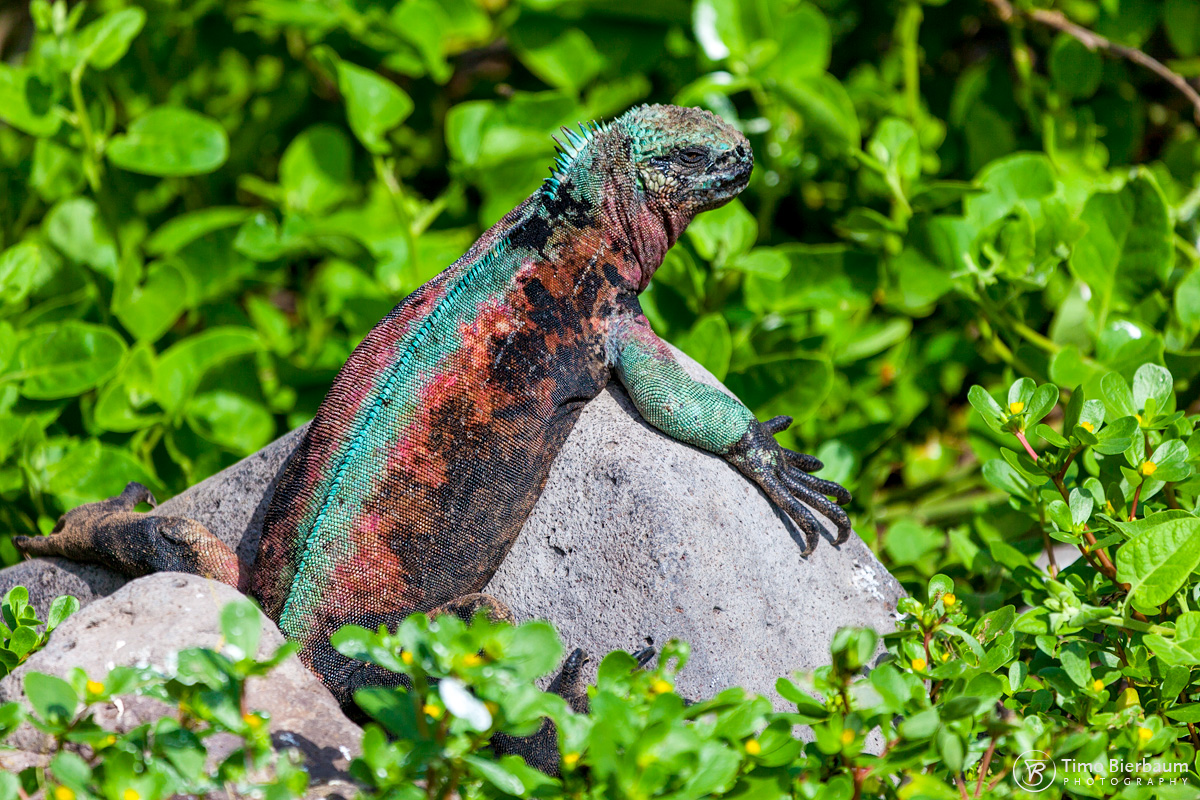 Iguana1 Galapagos