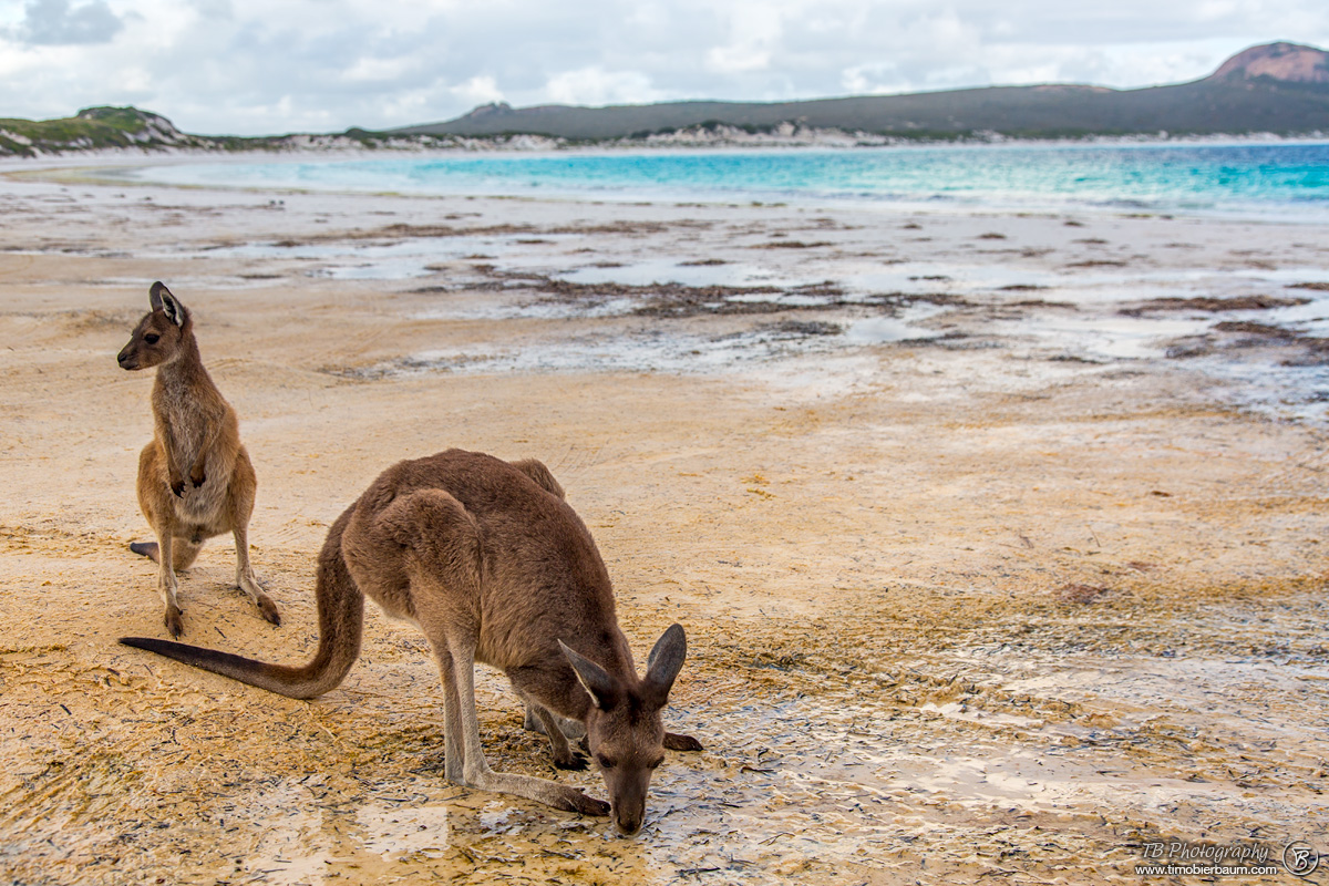 Kangaroo_0612 Australia