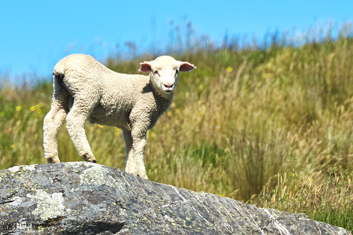 Sheep_7141-1 Neuseeland