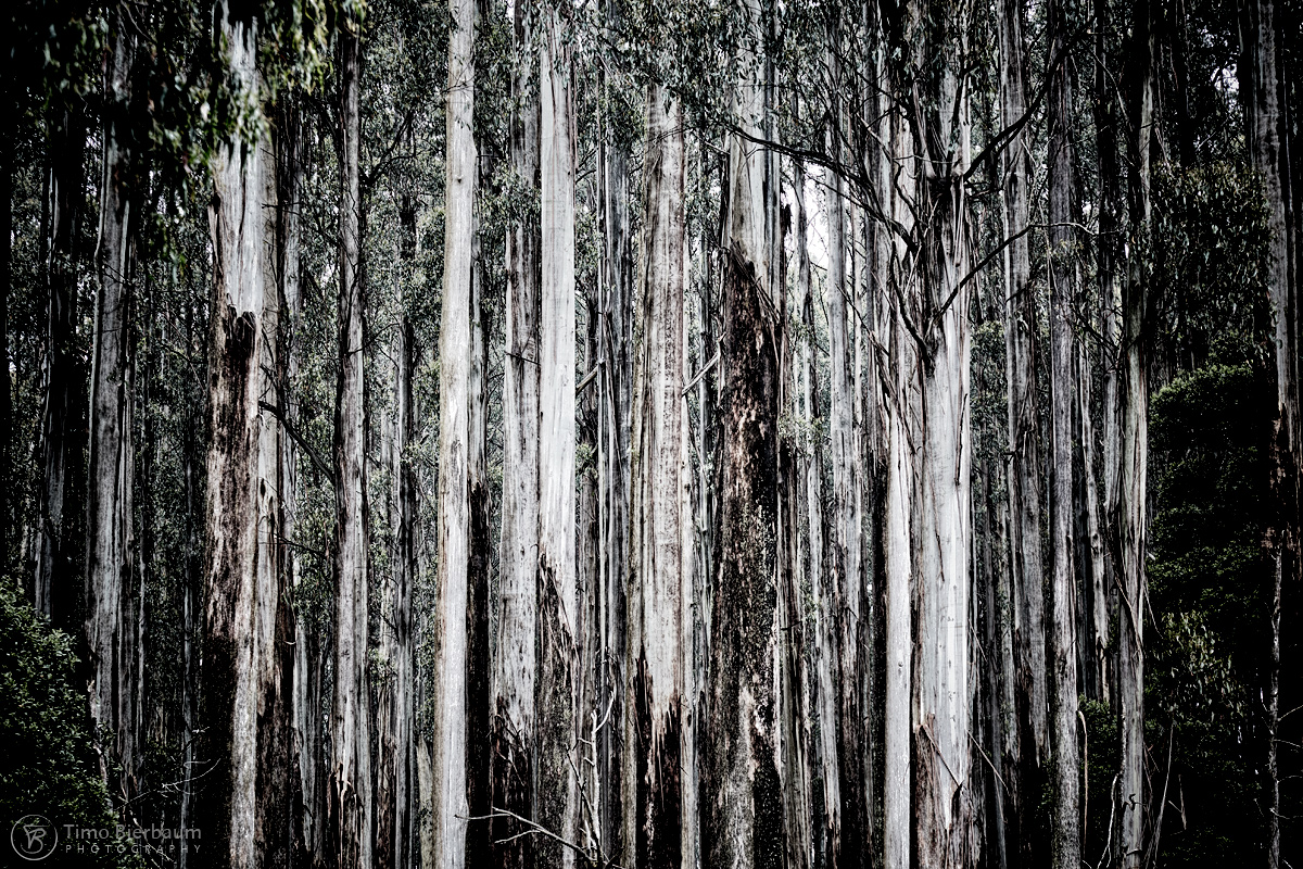 Trees_6465 Australia